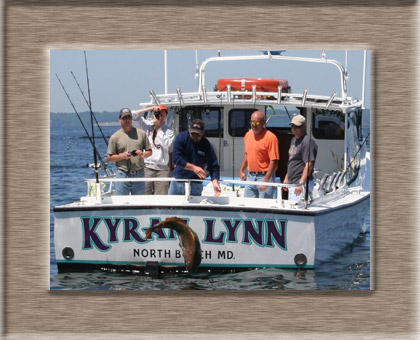 Releasing a Black Drum while fishing on Chesapeake Bay with Kyran Lynn Charters